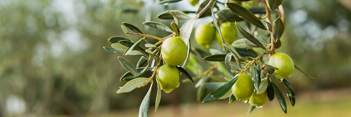 Outstanding olive oil from Greece