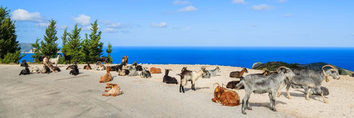 Goats in Greece